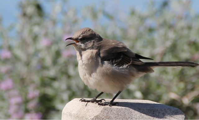 Птица - происхождение слова. Этимология птиц.