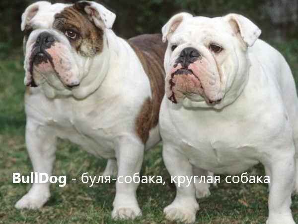 BullDog - ,буля - собвака, булеобразная собака